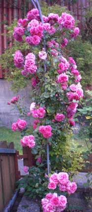 Gartenimpressionen